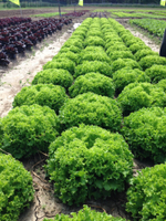 Левистро семена салата лолло блонда (Rijk Zwaan / Райк Цваан)