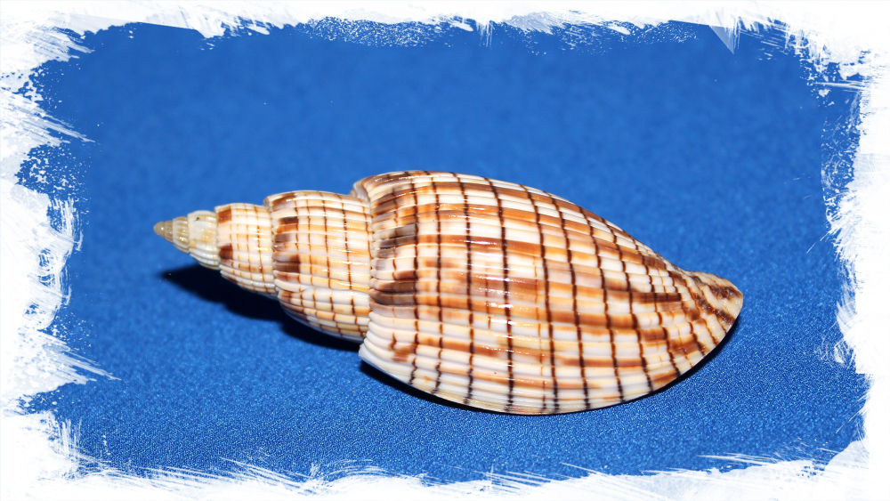 Ракушка Лурия Куродай (Lyria kurodai)