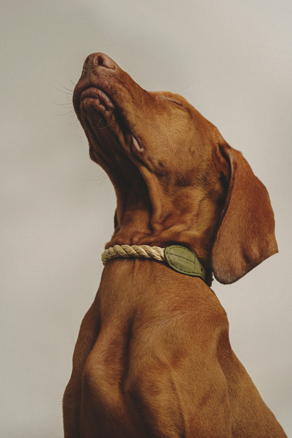 Ошейник "Кантри-Пони" Зеленый