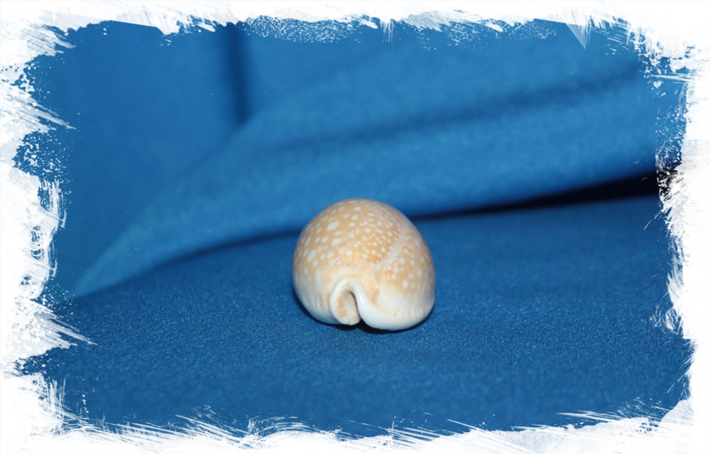 Miliaris Cowry