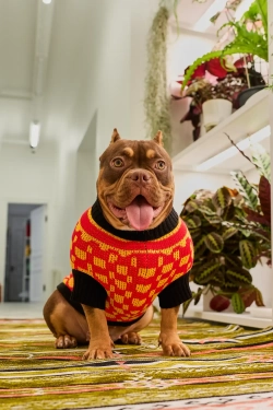 Для собачки