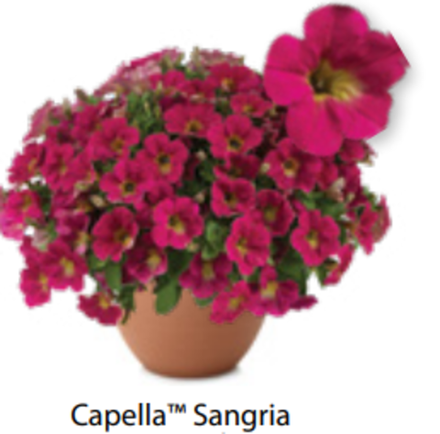 ЕВРО Петуния Capella Sangria ОКС укорененные черенки В наличии