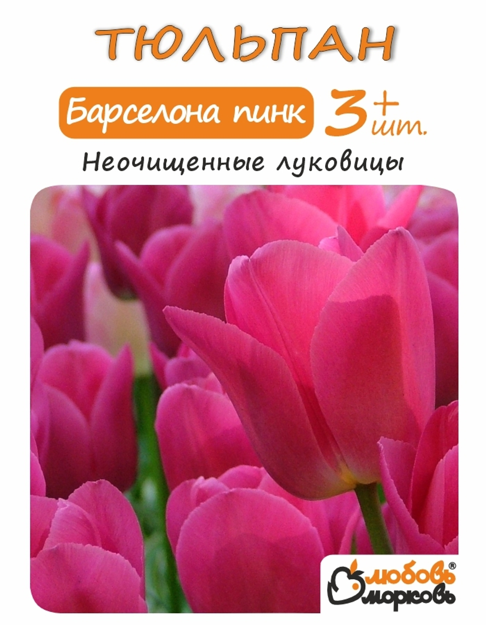 Тюльпан Луковица, Барселона Пинк, 3+ шт
