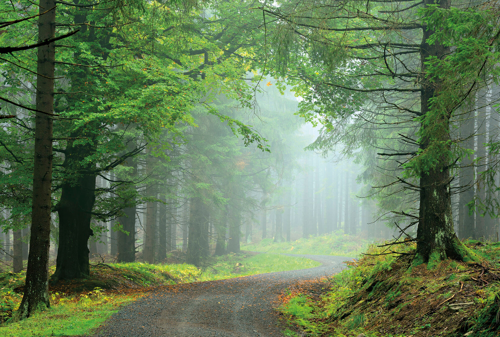 Коллекция Лес