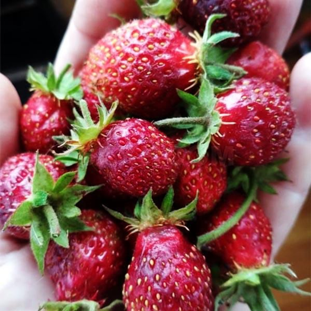 Земклуника Цукат мускатный Р9 Закупка М65 май-июнь 2026