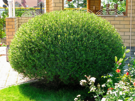 Ива пурпурная «Nana»