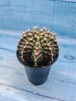 Gymnocalycium T-Rex Pink hybride (Гимнокалициум T-rex)