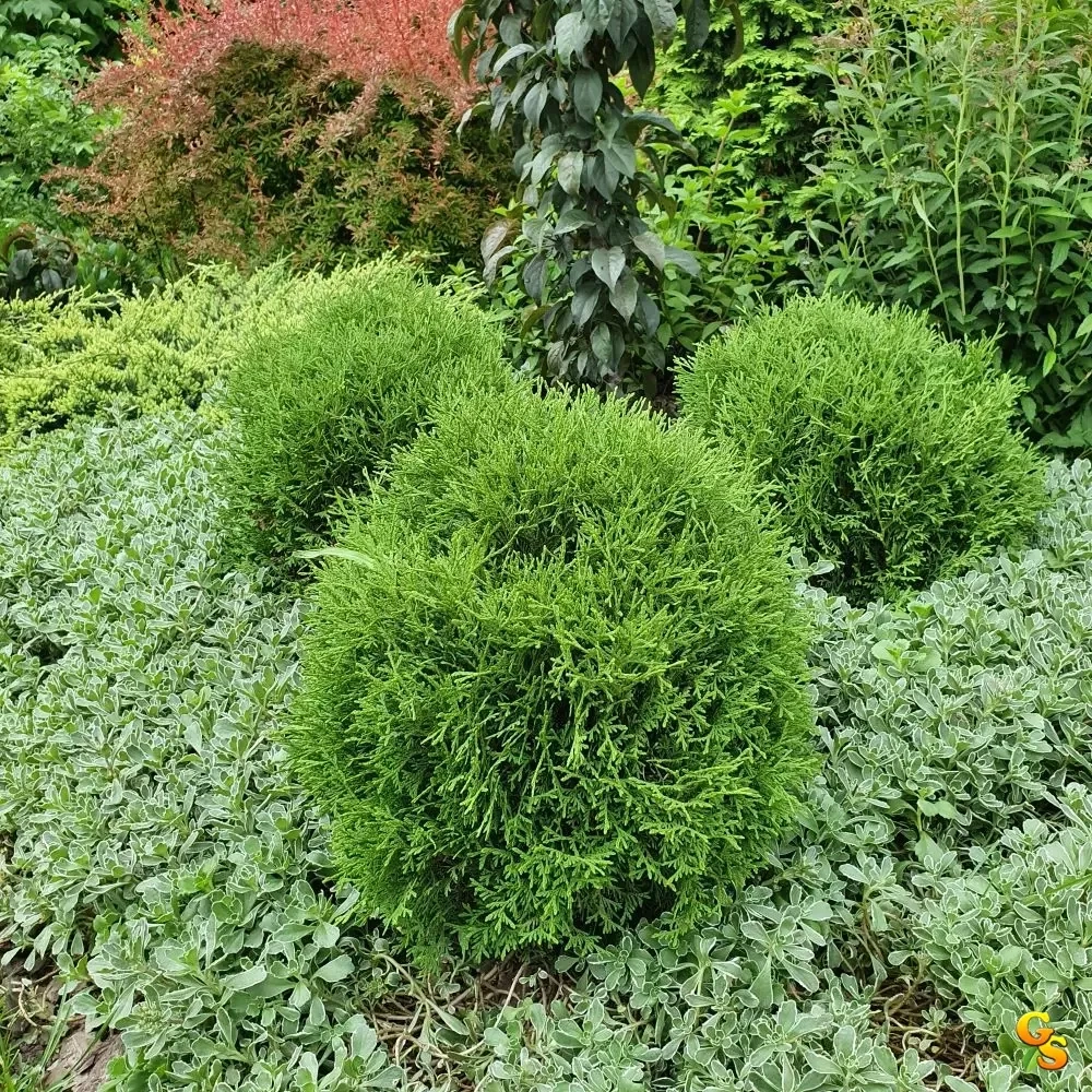 Туя Хозери Р9 15 см см Закупка М62 апрель-май 2026