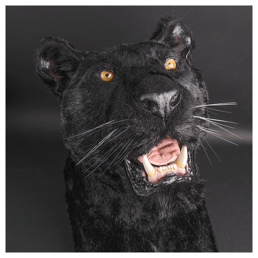 Реплика головы «Черный Ягуар»