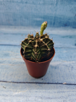 Gymnocalycium Friedrichii (Гимнокалициум)