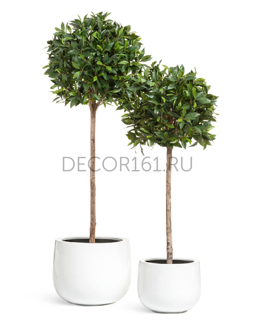 Кашпо TREEZ Effectory Gloss Низкая широкая чаша Белый глянцевый лак в-40 см, д-48 см 41.3320-05-037-WH-48