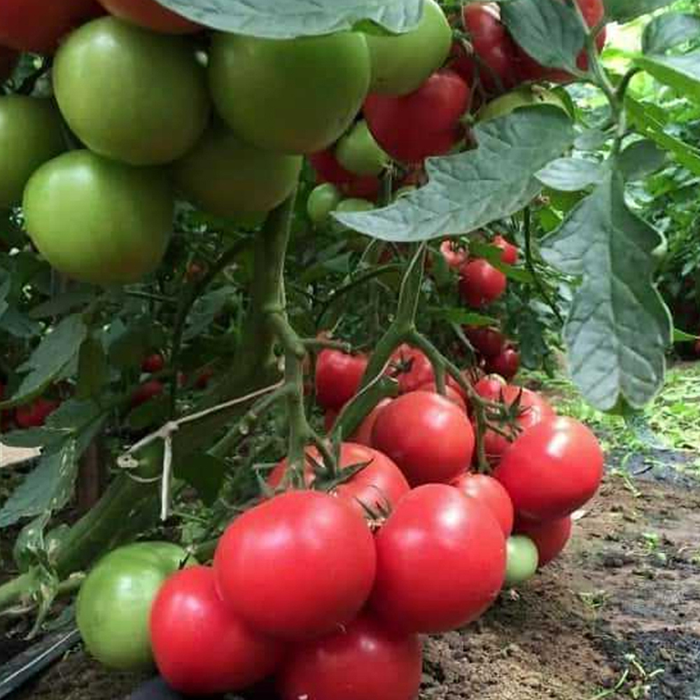 Мей Шуай F1 семена томата индетерминантного (Seminis / Семинис)