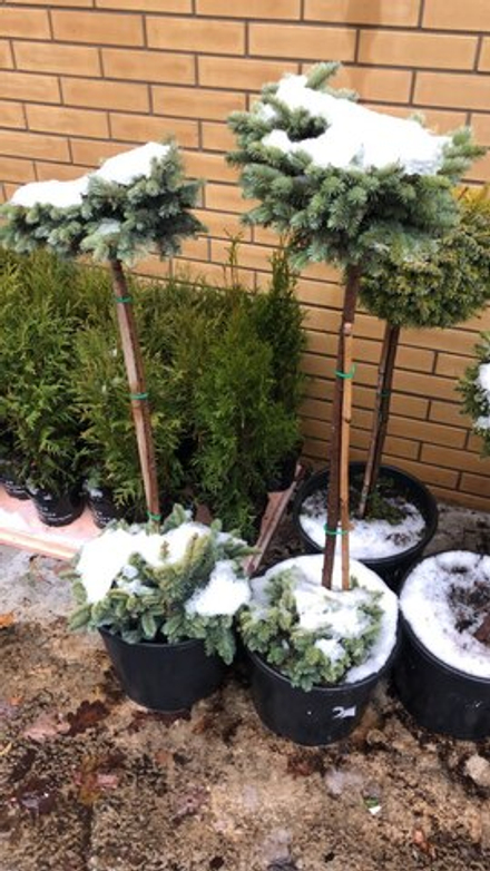 Ель колючая Glauca Globosa  на штамбе 90 см + шапка у корней 20 см (Глаука Глобоза)