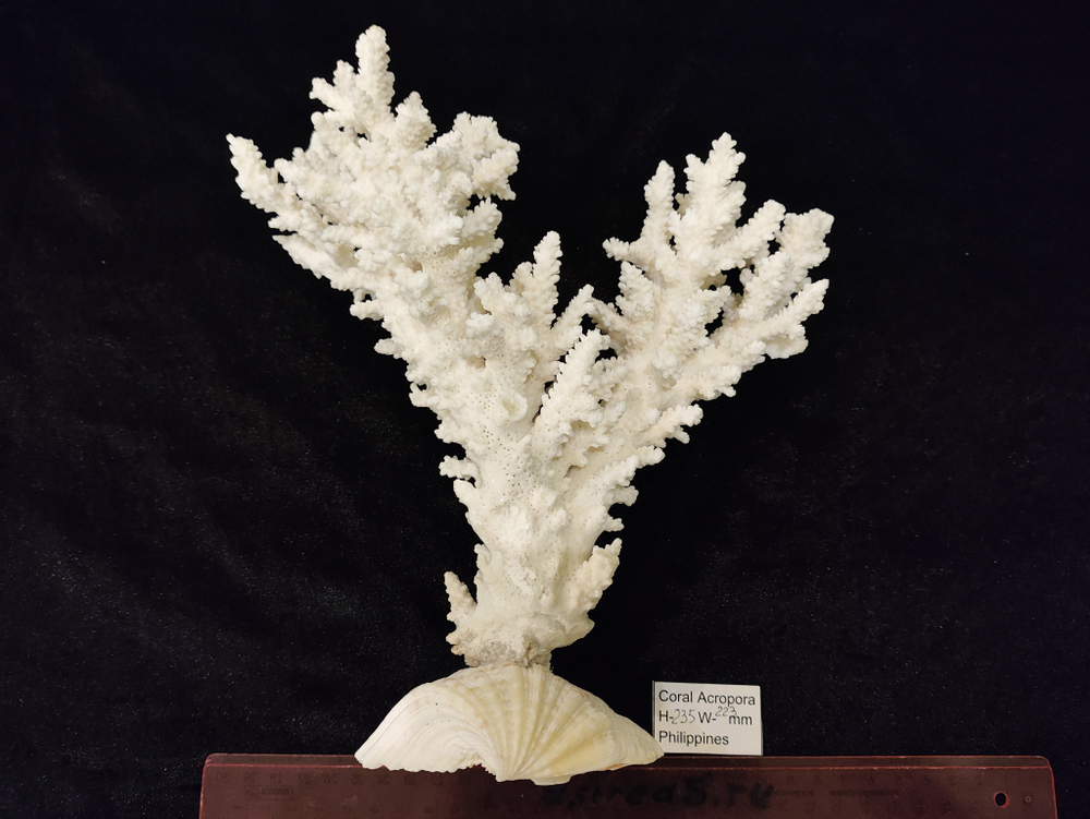 Коралл белый Акропора