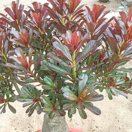 Адениум обесум 180 Ngọc Tiểu Diệp