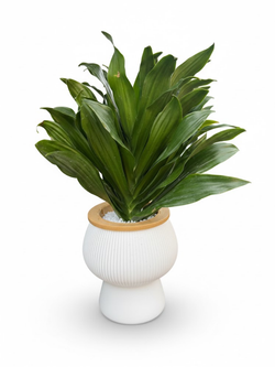 Драцена Sun God д. 11