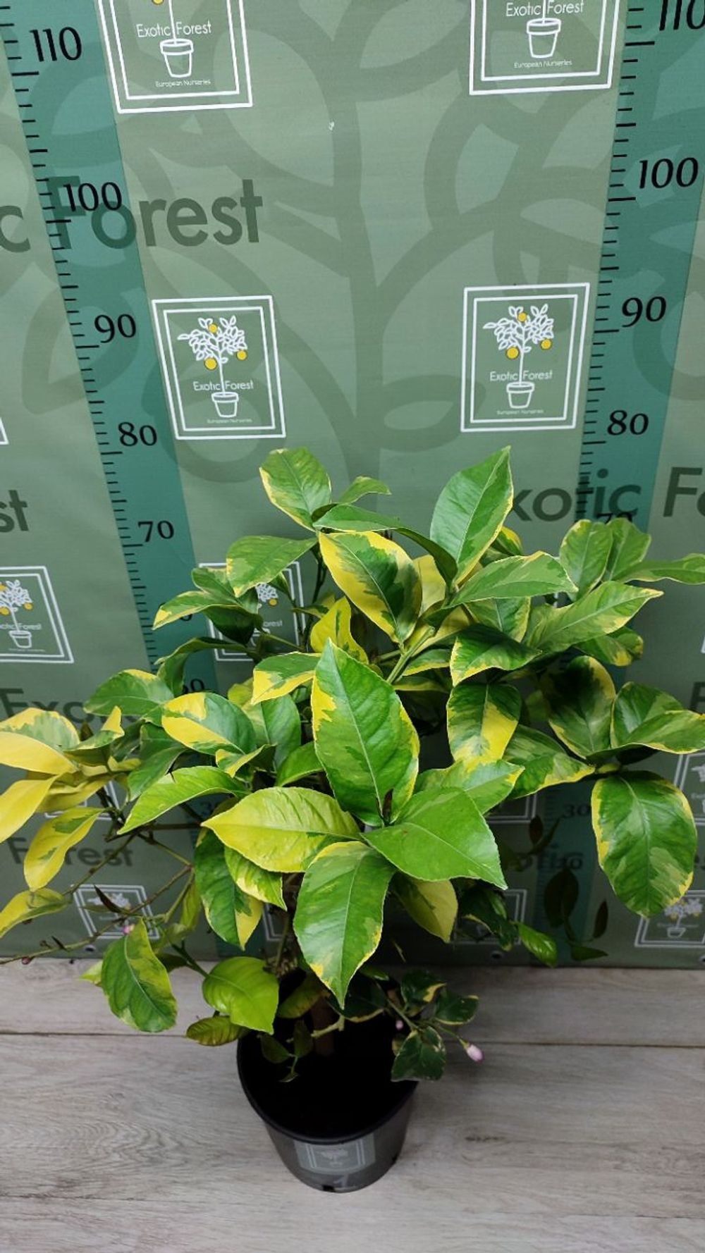 Лимон Variegato Giallo