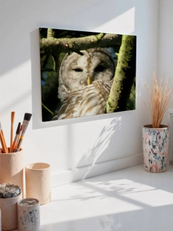 Картина на стену 40 X 50 Сова