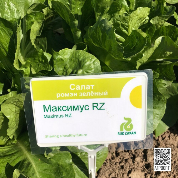 Максимус семена салата ромэн (Rijk Zwaan / Райк Цваан) в поле – фото 8