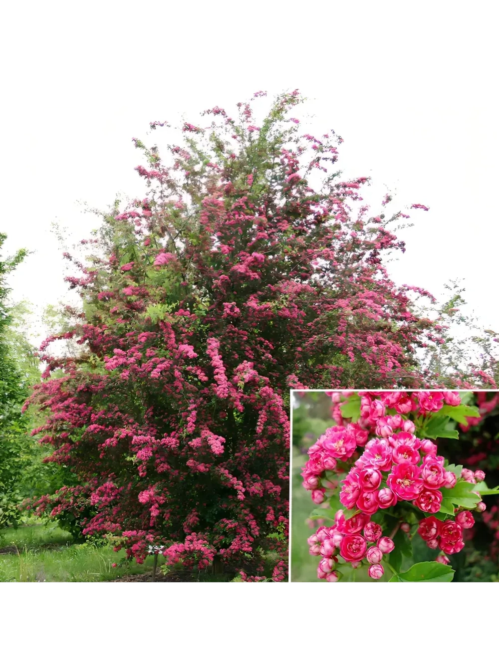 Боярышник средний Паулз Скарлет штамб 150 см Закупка М66 апрель 2026