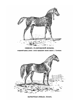 История конницы. Часть 1 | М. Марков