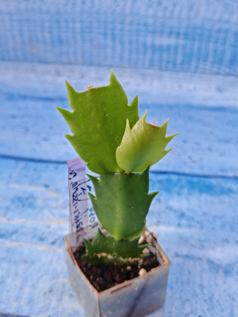 Schlumbergera cv. Rosa Brazil (Шлюмбергера)