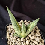 Сансевиерия SUKI ONNA VAR