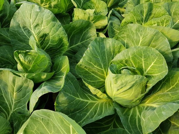 Росберг F1 семена капусты белокочанной в поле – фото 3