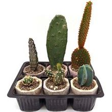 Набор суккулентов D5 №25821