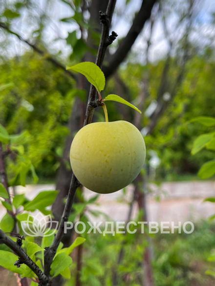 Алыча Мара