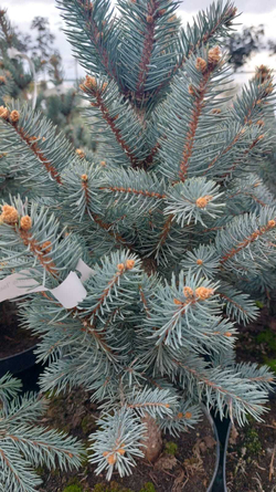 Ель picea pungens Iseli Fastigiate