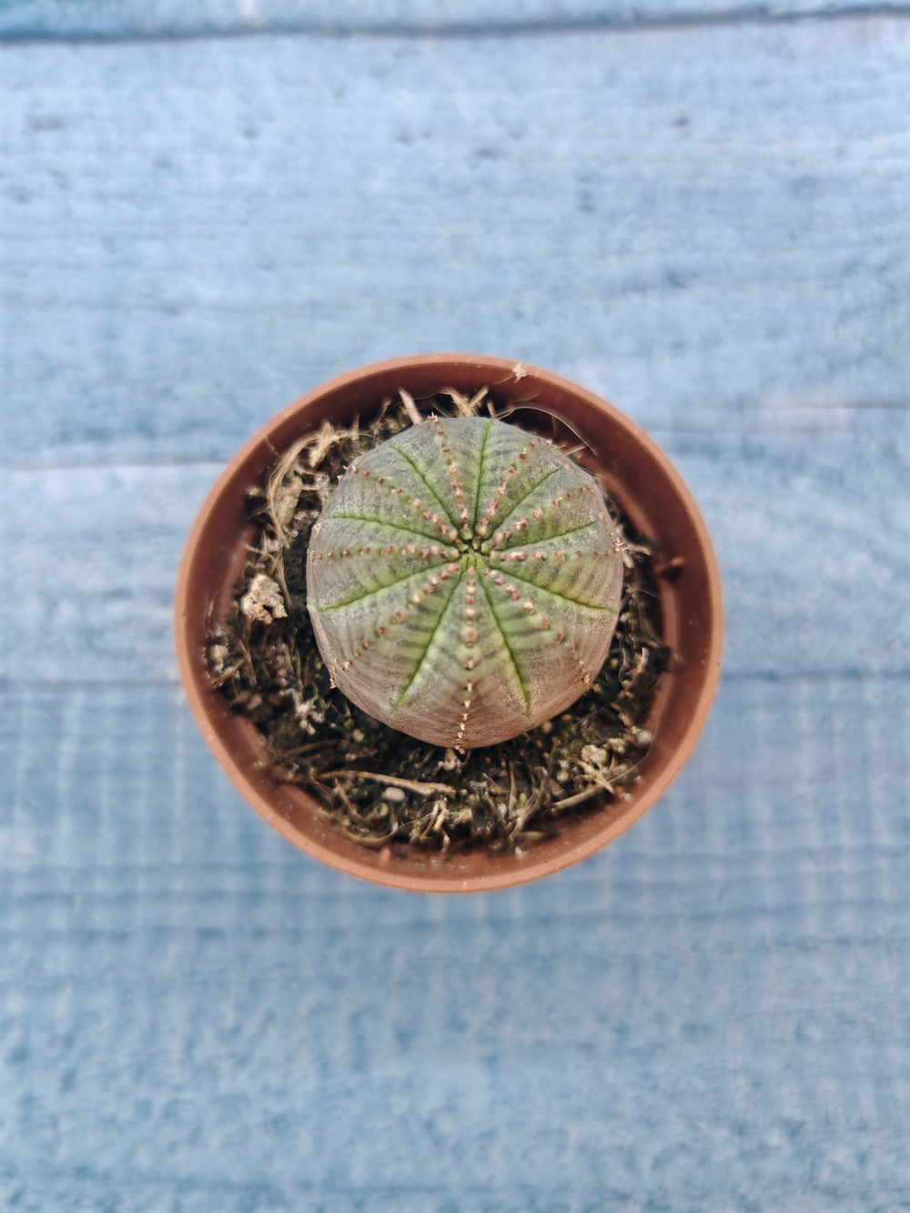 Euphoria Obesa (Эуфорбия)