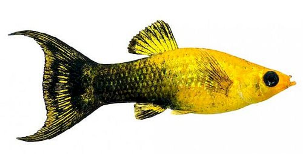 Моллинезия,L (0094)