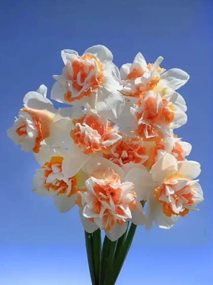 Нарцисс Махровый Экстраваганза