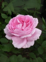 Роза шраб Гита Ренессанс