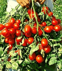 Рэпид F1 семена томата детерминантного (Seminis / Семинис)