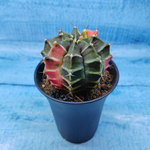 Gymnocalycium Variegata (Гимнокалициум Вариегатный)