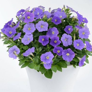 32255 Петуния RAY CLASSIC BLUE (ВЕСНА 2025)