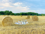 Golden Field