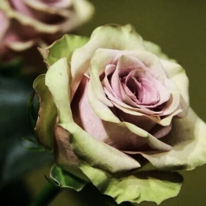 Роза Амнезия чайно-гибридная