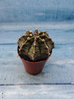 Gymnocalycium Friedrichii (Гимнокалициум)