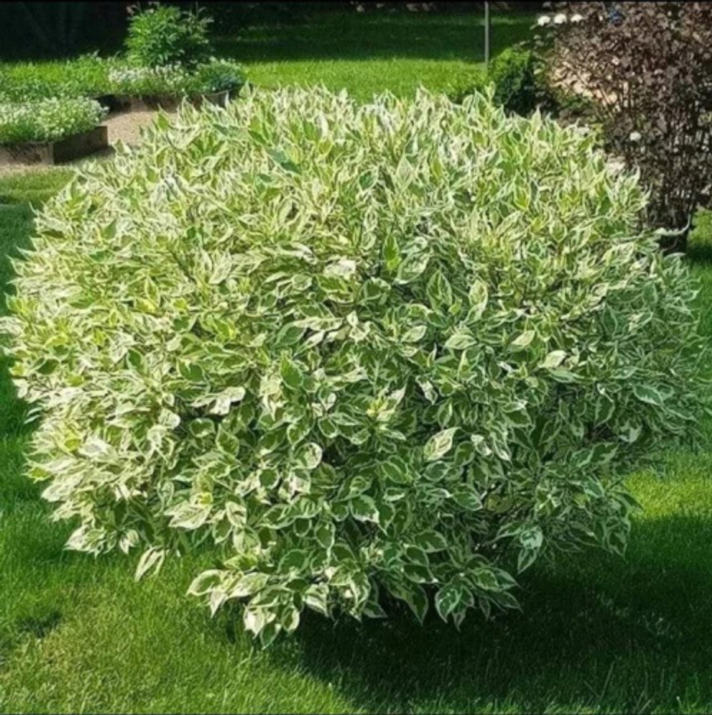 Дерен белый Элегантиссима С2 40-60