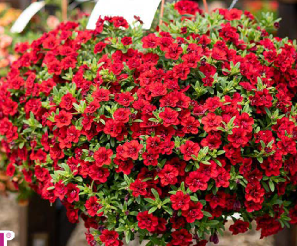 ЕВРО Калибрахоа Calita double red укорененный черенок ОКС февраль 26 Volmary