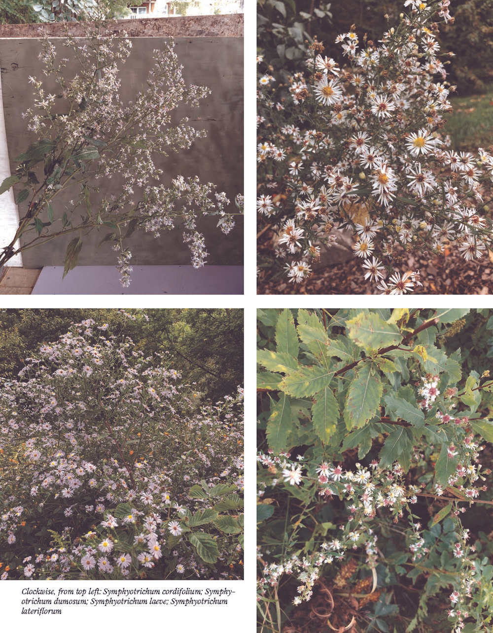 Cut Flowers, Foliage and Fruits of the Southeast