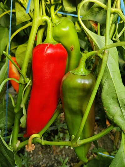 Нореста F1 семена перца ( Yuksel Tohum / )