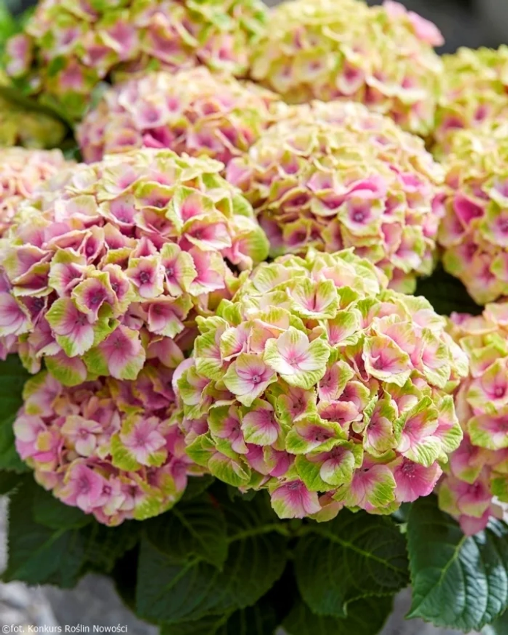 Гортензия крупнолистная Мэджикал Джевел Пинк С2 Закупка М31 апрель 2026