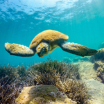 Дайвинг на Острове Черепах