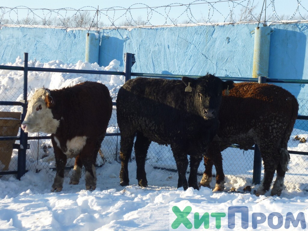 Комплекс убоя и переработки КРС до 20 голов/смена и МРС до 200 голов/смена. р. Татарстан