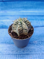 Euphorbia meloformis f. Variegated (Эуфорбия вариегатная)