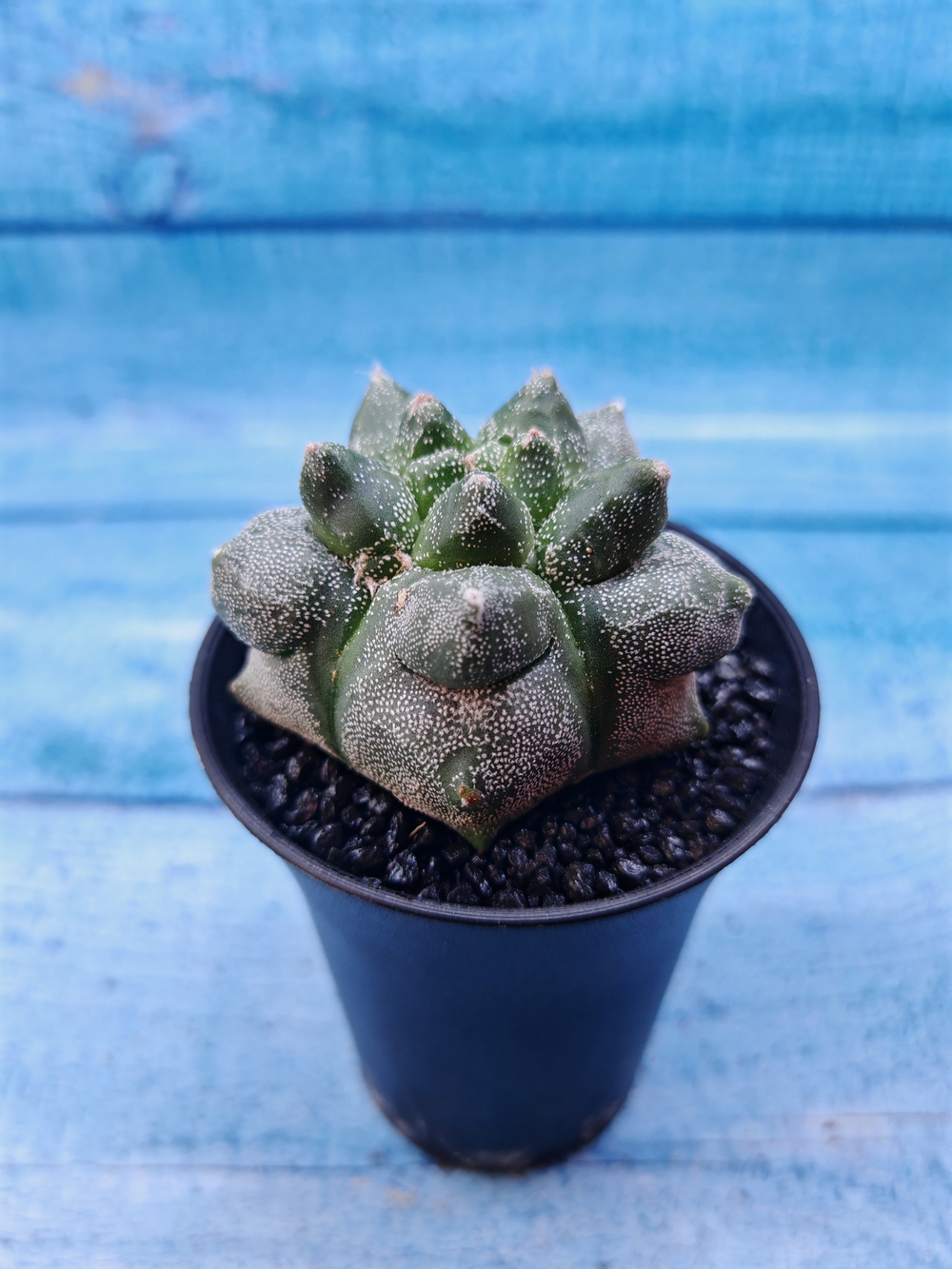 Astrophytum Myriostigma monstrosa (Астрофитум)